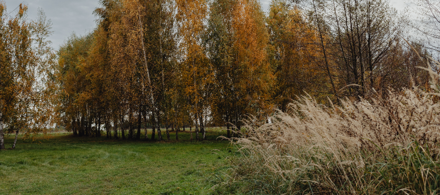 Naturbild med skog och gula löv